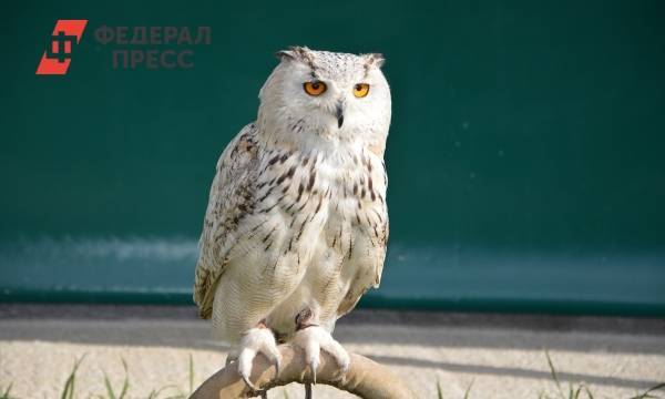 У московских уличных фотографов отобрали несколько краснокнижных сов
