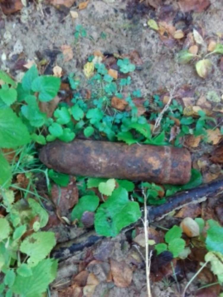 В лесополосе Колпинского района обнаружен и вывезен снаряд времен ВОВ