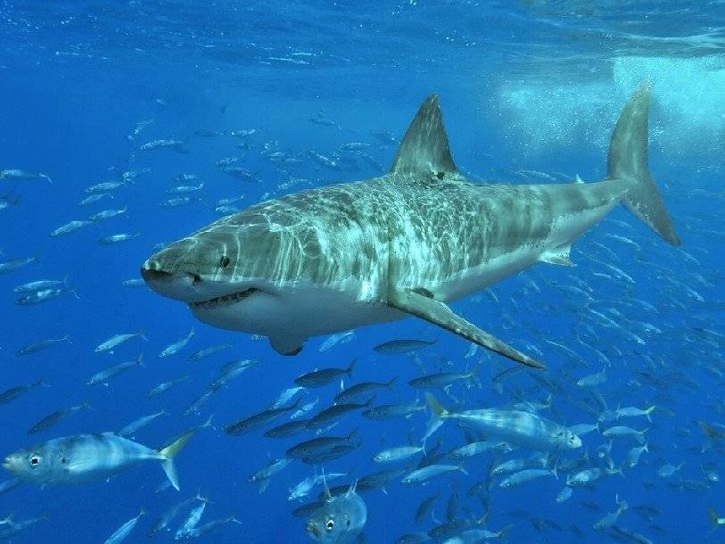 У побережья Южной Африки по неясным причинам исчезли большие белые акулы