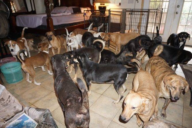 Ураган Дориан: Жительница Багамских островов спрятала от стихии 97 собак в своем доме