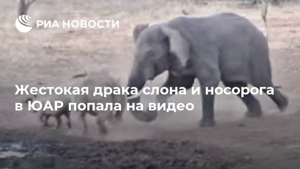 Жестокая драка слона и носорога в ЮАР попала на видео