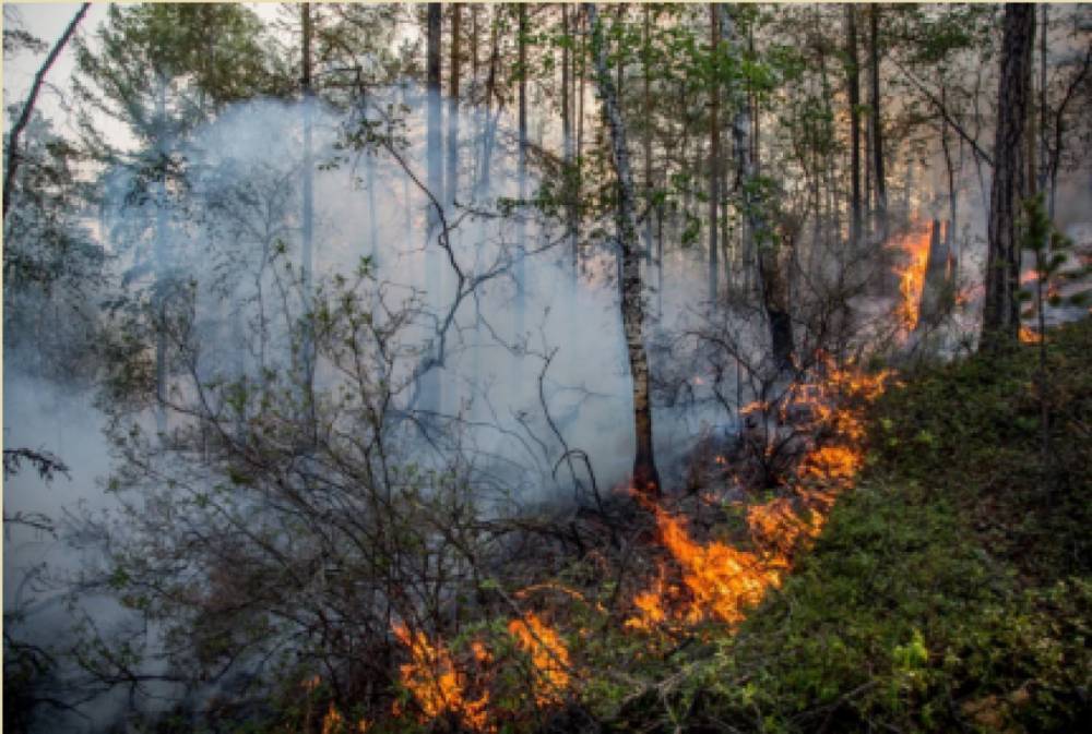 Пожарные потушили все возгорания в лесах России