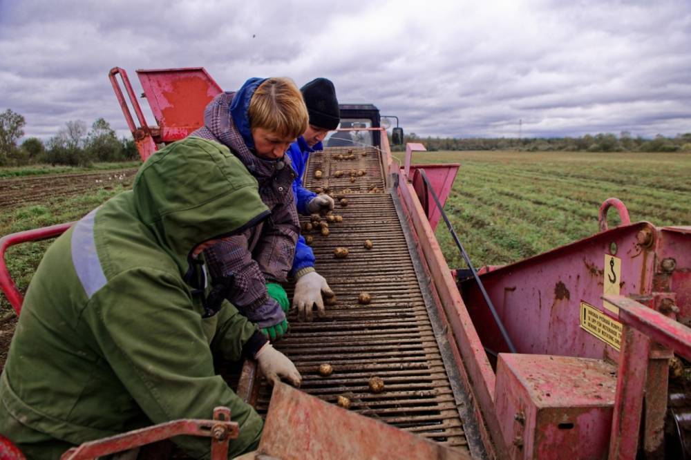 Задержание известного в Карелии фермера помешало деятельности хозяйства в сезон