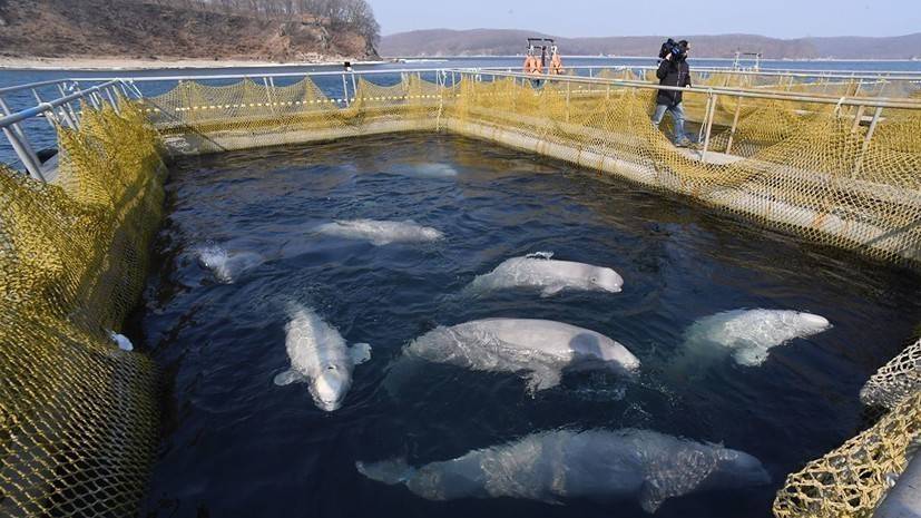 Оставшихся в «китовой тюрьме» белух отучают от людей перед выпуском на волю