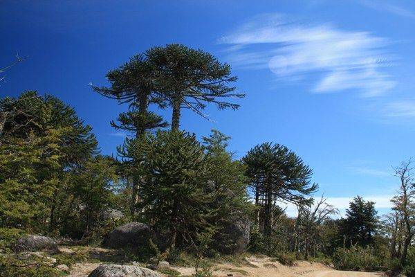 IUCN: Более 40% видов деревьев в Европе под угрозой исчезновения