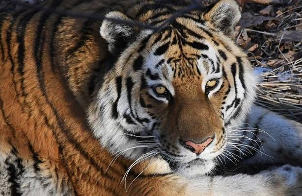 Путин отметил успехи в сохранении численности амурского тигра