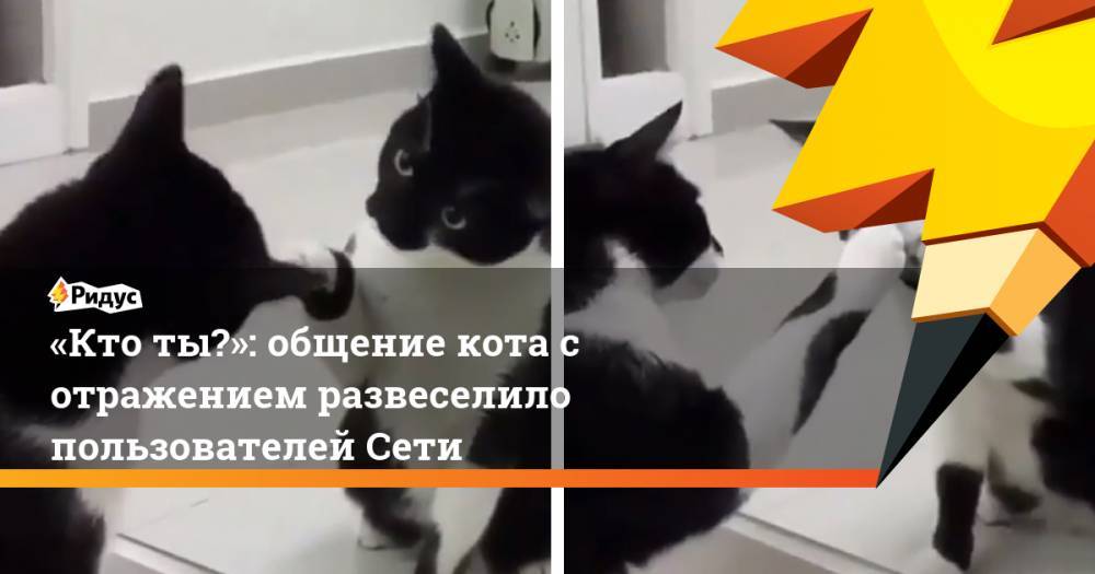 «Кто ты?»: общение кота с отражением развеселило пользователей Сети
