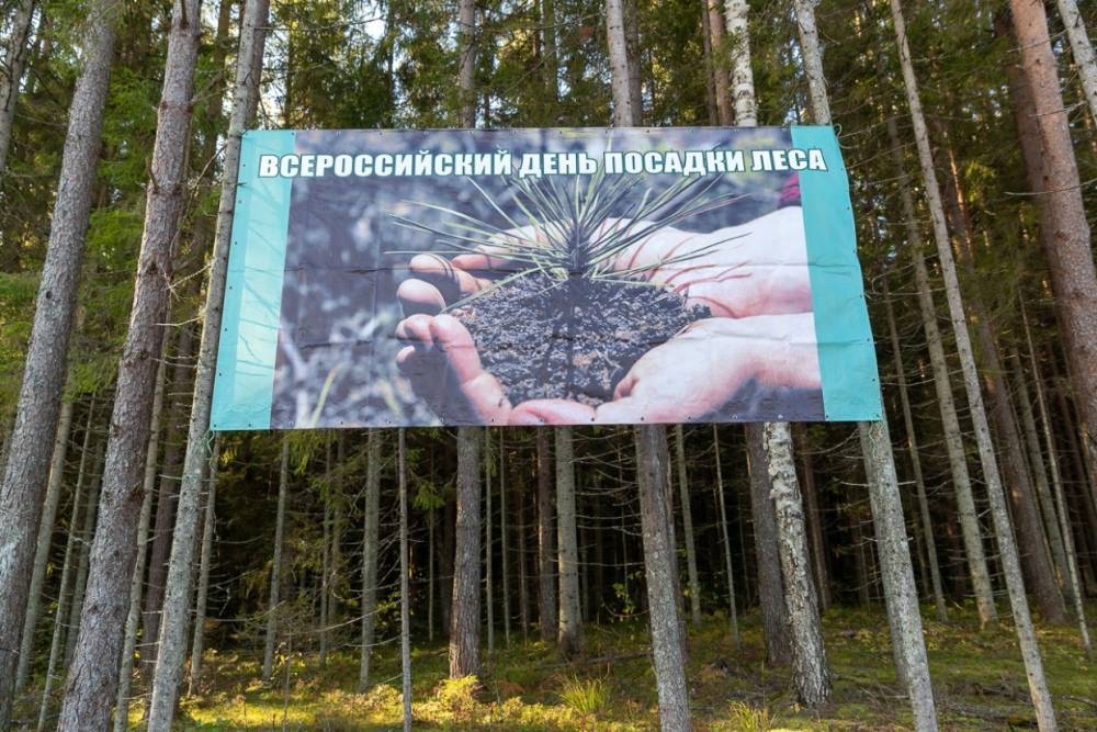 В Псковском районе волонтеры высадили 4 тысячи деревьев