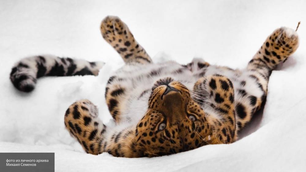 Фотография с «невидимым» леопардом вызвала недоумение в Сети