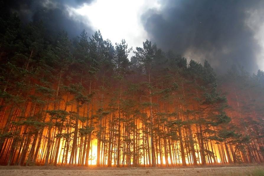 Власти России отчитались о ликвидации всех лесных пожаров