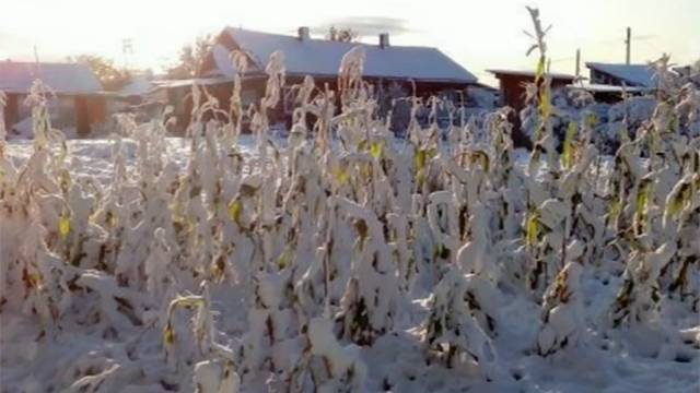 Зима близко: первый снег выпал в трех сибирских регионах
