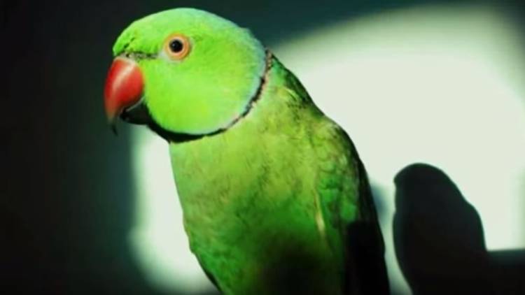 Полицейские задержали попугая во время ограбления в Голландии