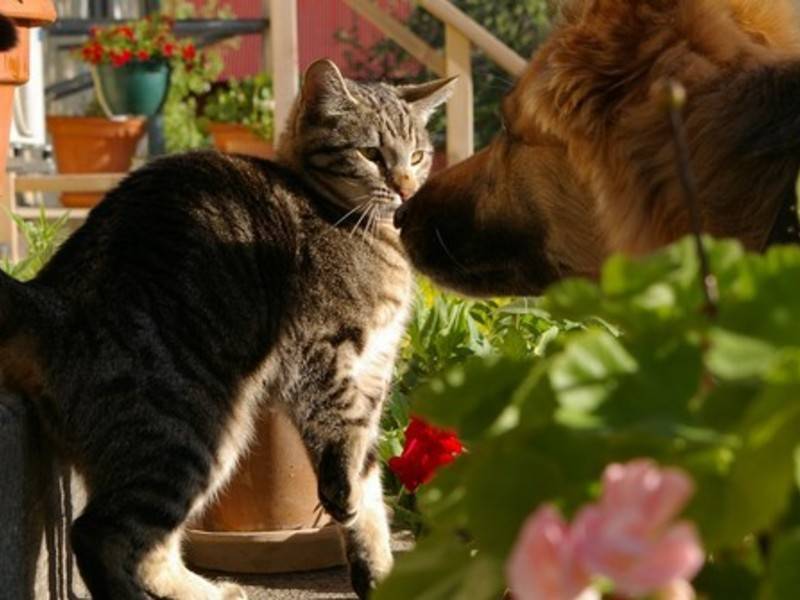 Прокуратура Оренбурга проверяет массовую гибель кошек в приюте