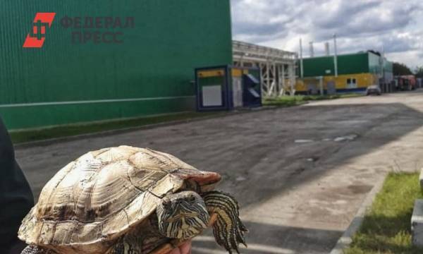 «Черепаха родилась в рубашке». На тюменском мусороперерабатывающем заводе нашли живую рептилию