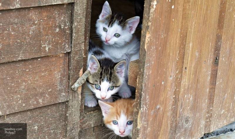 Центр реабилитации временно бездомных животных "Юна" позвал на фестиваль кошек 15 сентября