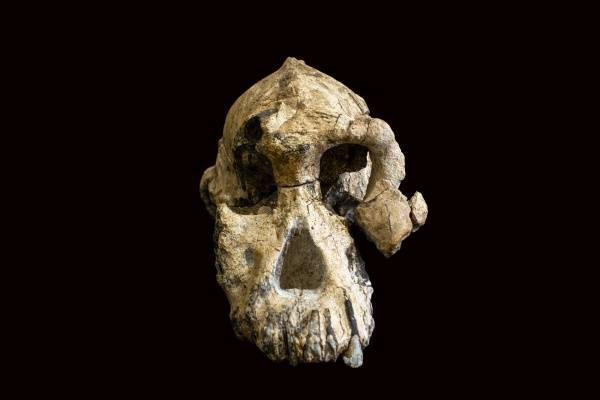 В Эфиопии нашли череп древнейшего вида австралопитека, которому 4 млрд лет — Общество. Новости, Другие