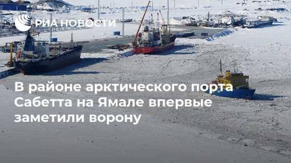 В районе арктического порта Сабетта на Ямале впервые заметили ворону