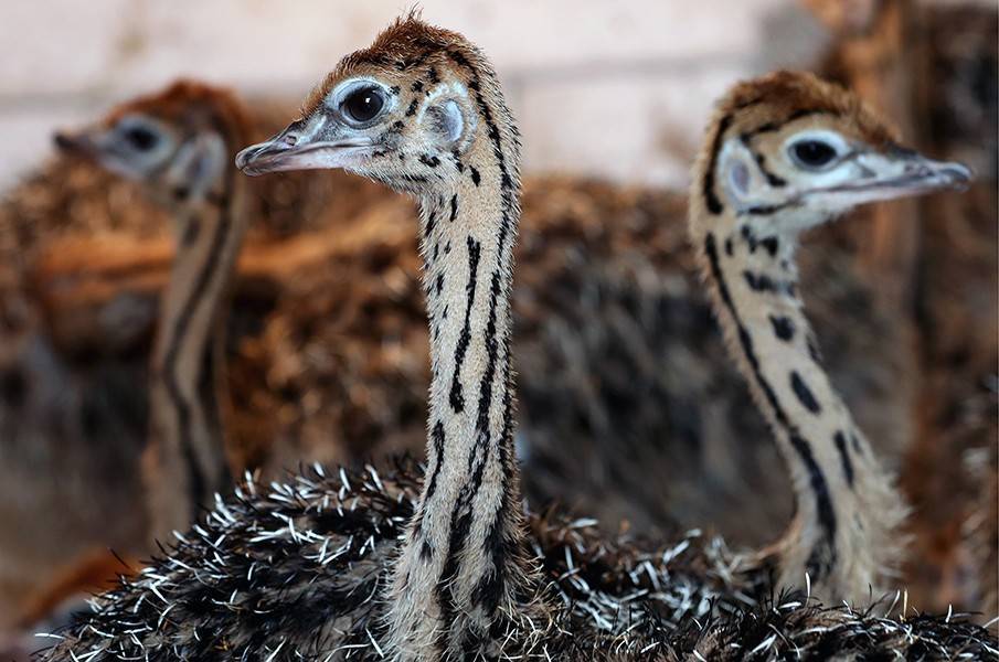 Три африканских страуса появились в Московском зоопарке