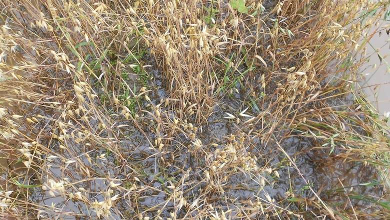 Поля превратились в болота: в Удмуртии погиб урожай на 85 тысячах гектаров