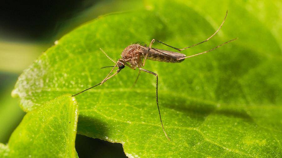 Роспотребнадзор оценил угрозу смертельных эпидемий из-за комаров в России