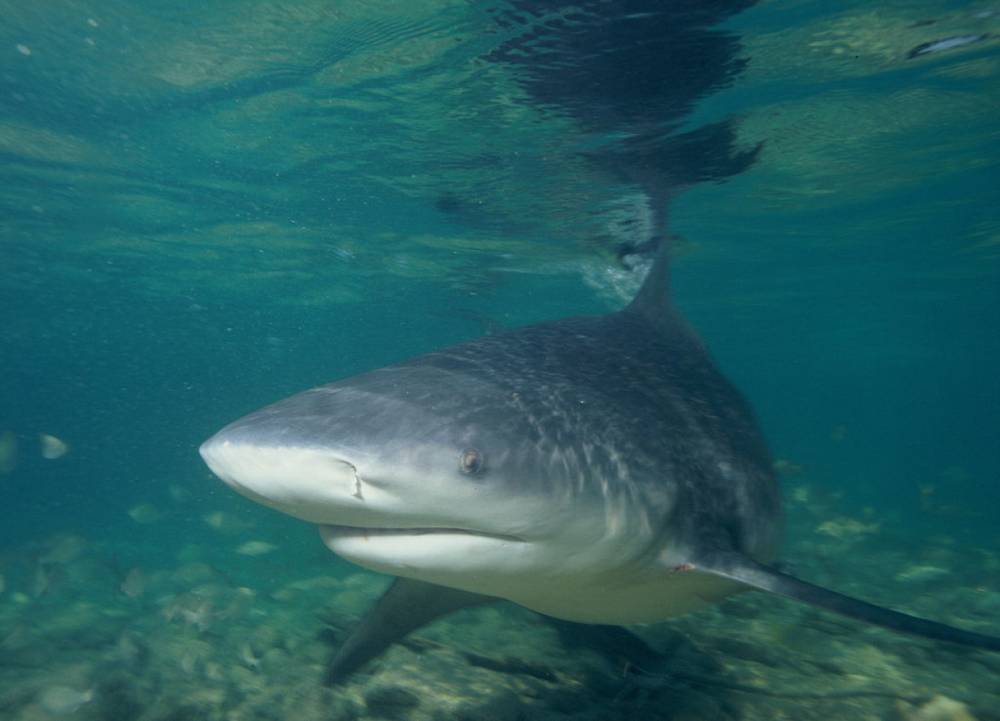 В петербургском океанариуме показали новорожденного акуленка