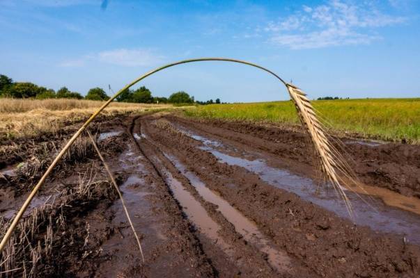 Потеряв свыше 700 млн рублей, в Удмуртии ещё пытаются спасти урожай