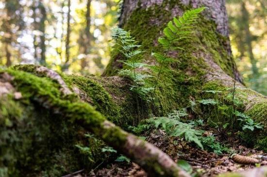 Владельцам земель лесного фонда предложили дать право собственности на древесину