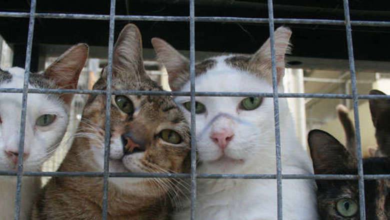 В приюте Оренбурга погибло 65 кошек и отравились волонтеры