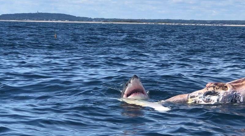 У побережья Массачусетса очевидцы сняли, как большая белая акула ест кита (видео)