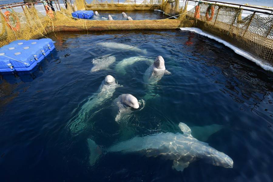 Еще 12 белух вывезут из "китовой тюрьмы" в сентябре