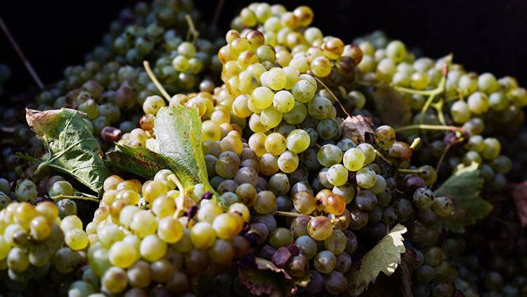 Виноградный лидер: в Бахчисарае собрали более 2,5 тонн винограда