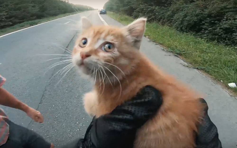 Какие глаза! — чудесное спасение котенка на дороге