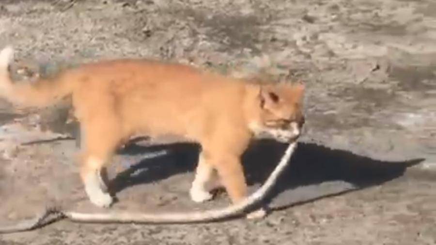 В Сети появилось видео схватки кота со змеей в Приморье