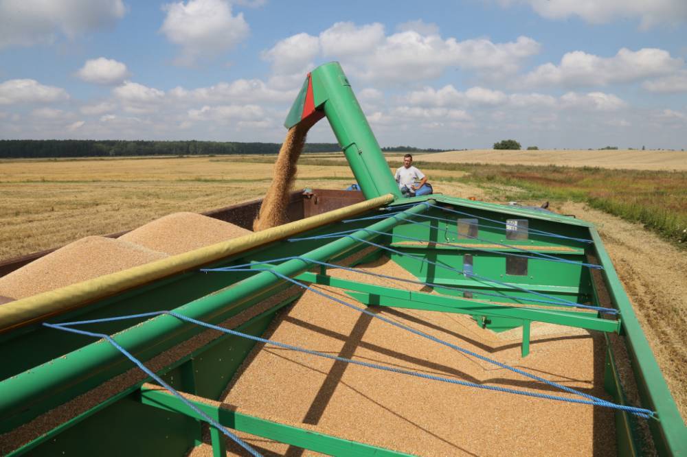 Излишки рекордного урожая зерна Калининградской области могут сгнить под открытым небом