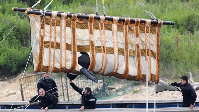 Кобылкин назвал сроки освобождения оставшихся белух из «китовой тюрьмы»