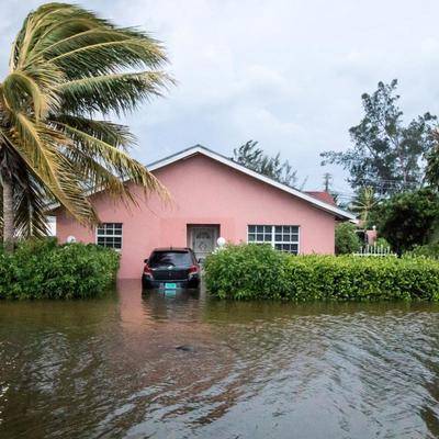 Жительница Багам укрыла у себя дома от урагана "Дориан" 97 бродячих собак