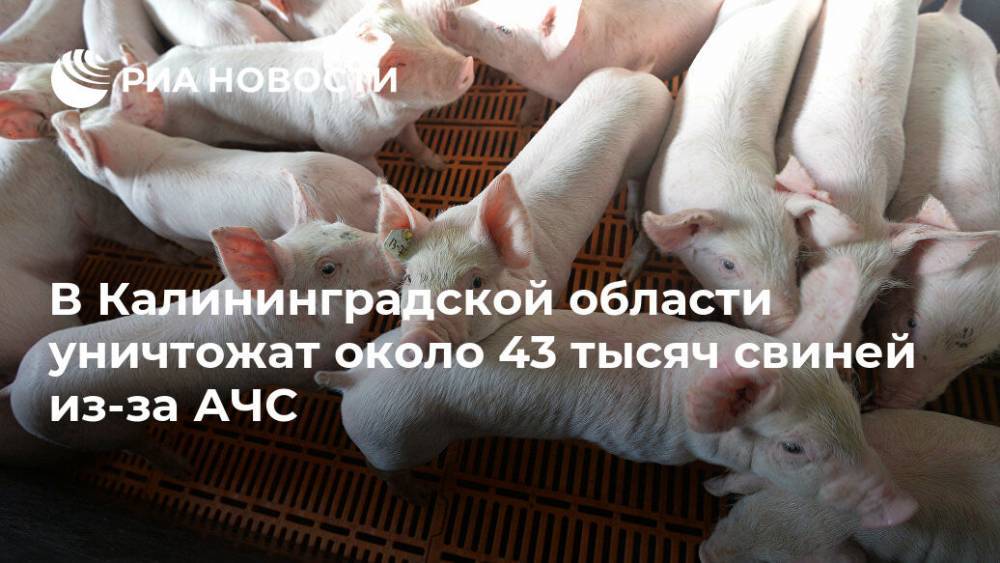 В Калининградской области уничтожат около 43 тысяч свиней из-за АЧС