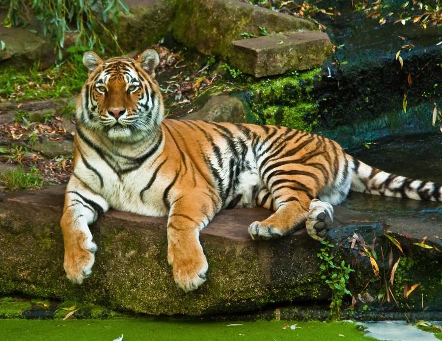 Численность амурских тигров рассчитывают увеличить до 700 особей