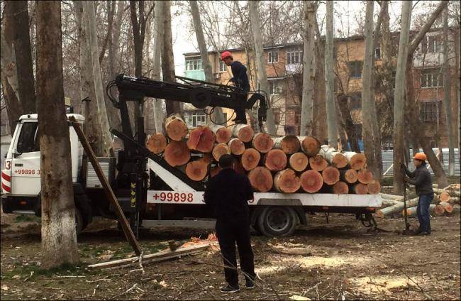 Более 5&nbsp;000 деревьев вырубили с начала года в Ташкенте | Вести.UZ