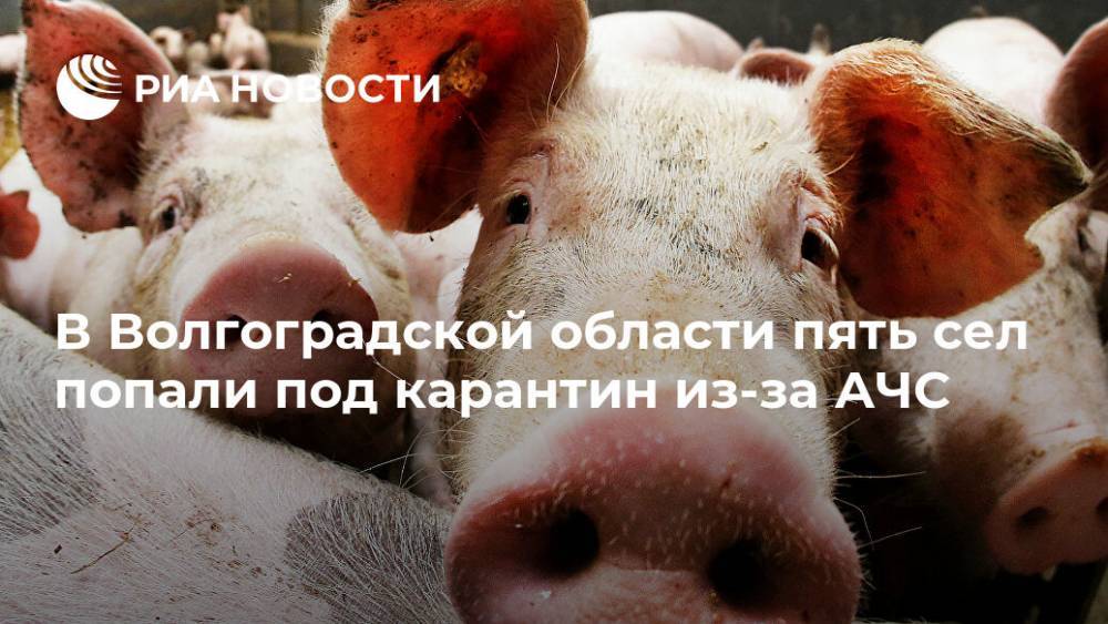 В Волгоградской области пять сел попали под карантин из-за АЧС