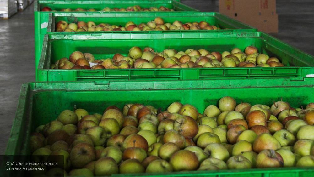 Евросоюз сделал паузу в импорте яблок и груш, выращенных на Украине
