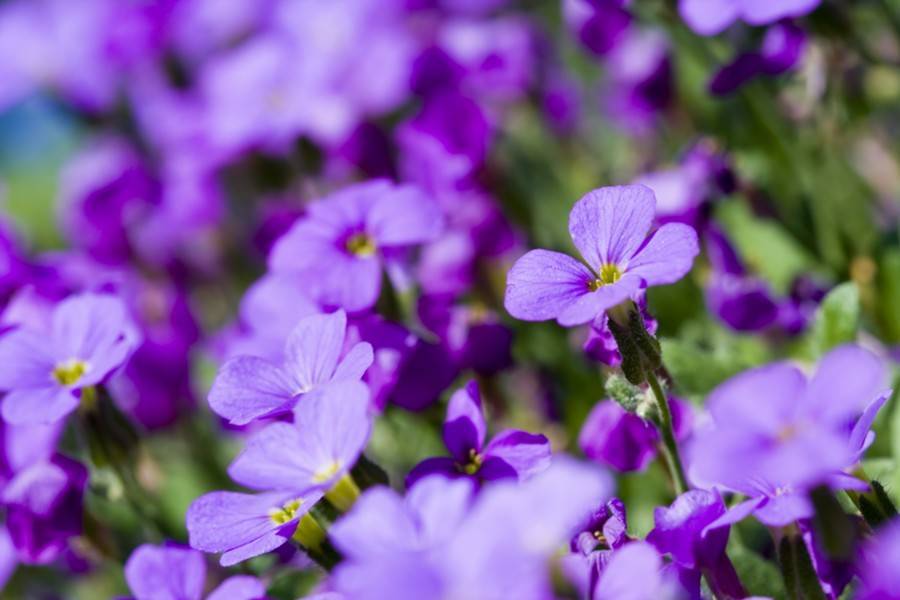 Россельхознадзор выявил цветочный трипс в растениях из Нидерландов