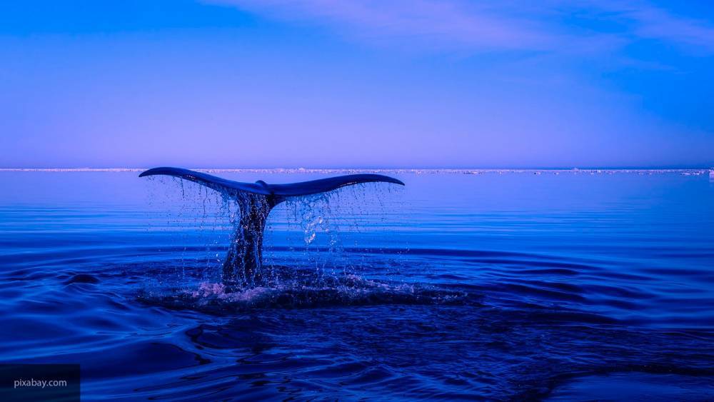 Ученые выявили, что в своих «песнях» киты сообщают о маршрутах миграции