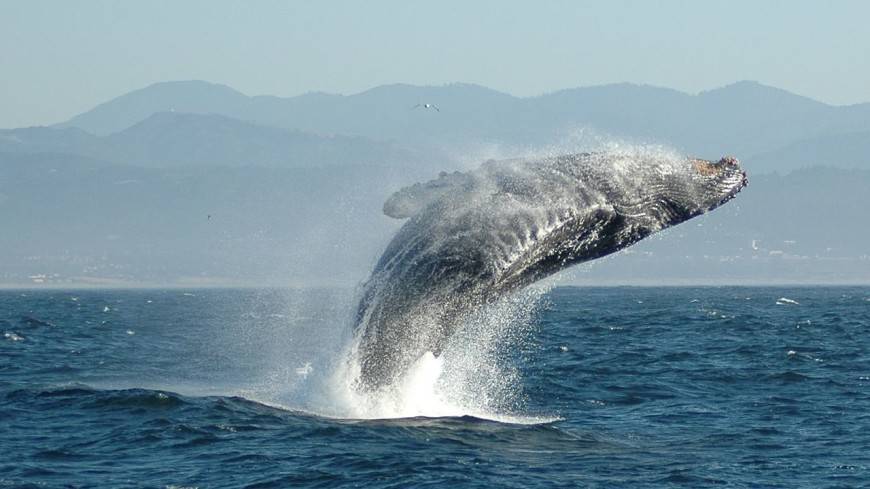 В Охотском море обнаружили новый вид китов