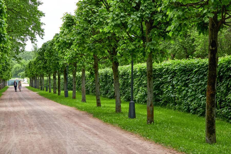 Более 12 тысяч крупных деревьев высадили в Москве за четыре года