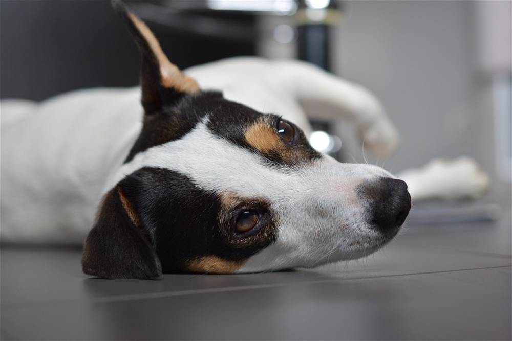В Колпино хозяева собаки с эпилепсией выгнали ее из дома