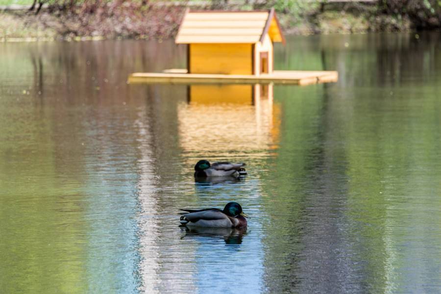 Домики для водоплавающих птиц установят на Бирюлевских прудах