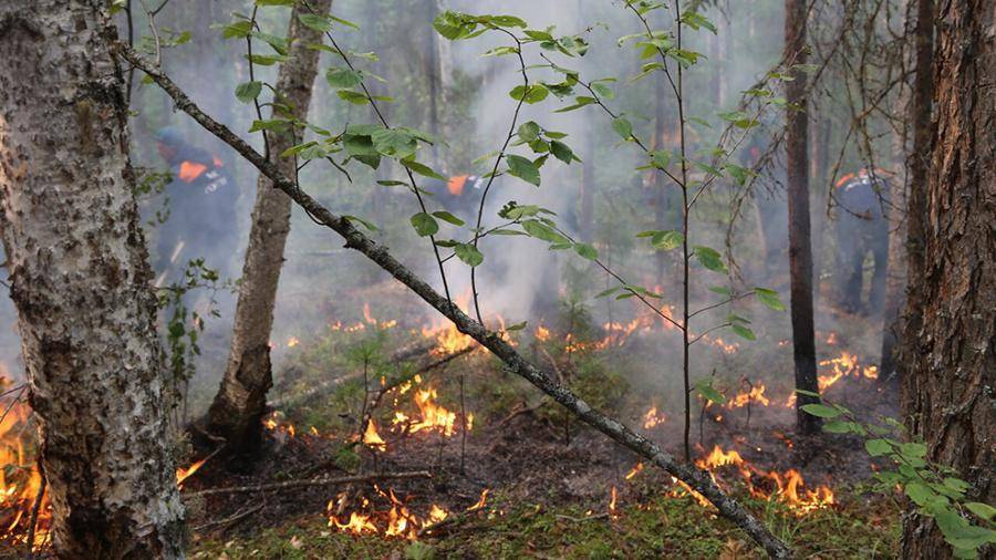 Осенью в Россию вернутся лесные пожары