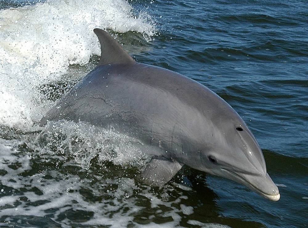 Причиной пожара на чердаке петербургского дельфинария стало горение воздуховода