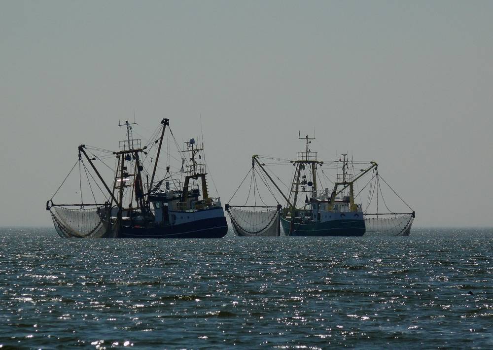 Рыбная отрасль России активно развивается в условиях санкций